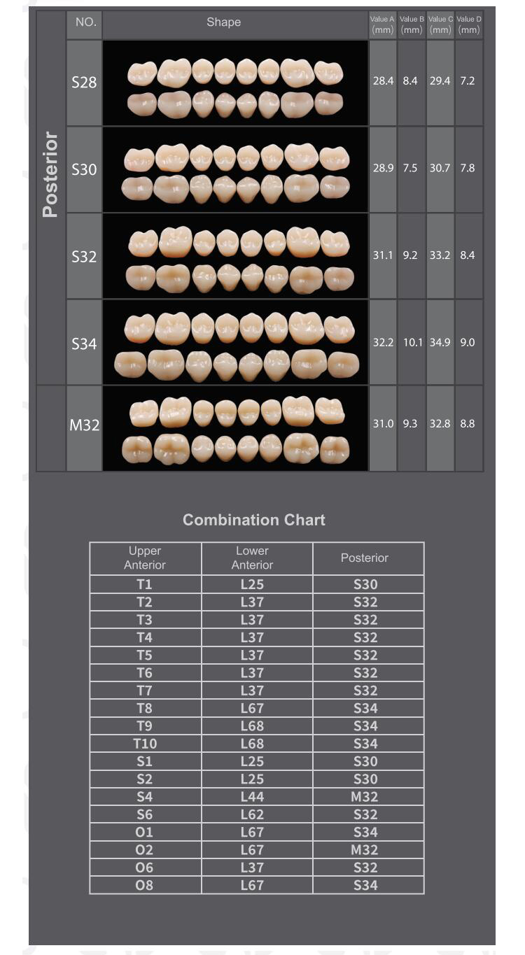SDT-R102 Three Layer Acrylic Resin Teeth